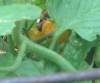 Picture of the first tomatoes of 2013